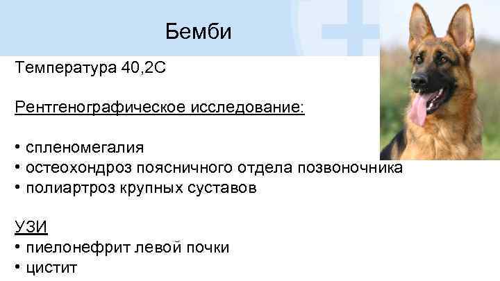 Бемби Температура 40, 2 С Рентгенографическое исследование: • спленомегалия • остеохондроз поясничного отдела позвоночника