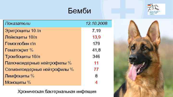 Бемби Показатели 12. 10. 2008 Эритроциты 10 /л 7, 19 Лейкоциты 10/л Гемоглобин г/л