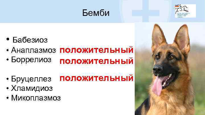 Бемби • Бабезиоз • Анаплазмоз положительный • Боррелиоз положительный • Бруцеллез положительный • Хламидиоз