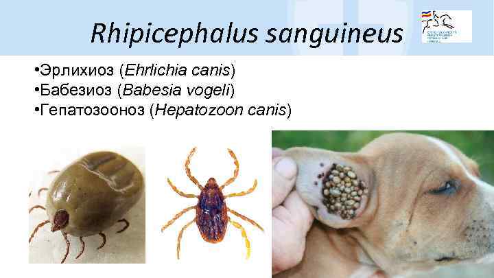 Rhipicephalus sanguineus • Эрлихиоз (Ehrlichia canis) • Бабезиоз (Babesia vogeli) • Гепатозооноз (Hepatozoon canis)