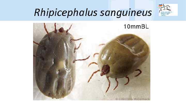 Rhipicephalus sanguineus 