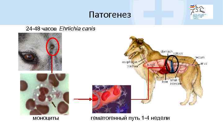 Патогенез 24 -48 часов Ehrlichia canis моноциты гематогенный путь 1 -4 недели 