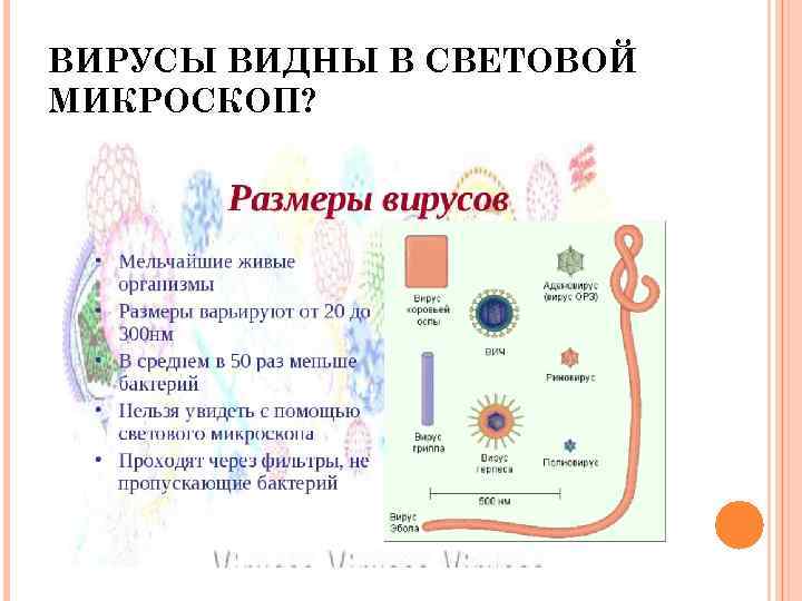ВИРУСЫ ВИДНЫ В СВЕТОВОЙ МИКРОСКОП? 