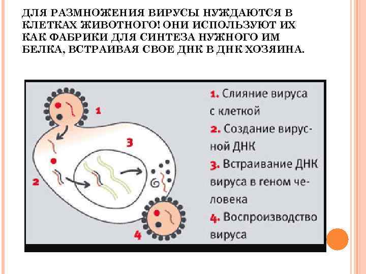 ДЛЯ РАЗМНОЖЕНИЯ ВИРУСЫ НУЖДАЮТСЯ В КЛЕТКАХ ЖИВОТНОГО! ОНИ ИСПОЛЬЗУЮТ ИХ КАК ФАБРИКИ ДЛЯ СИНТЕЗА