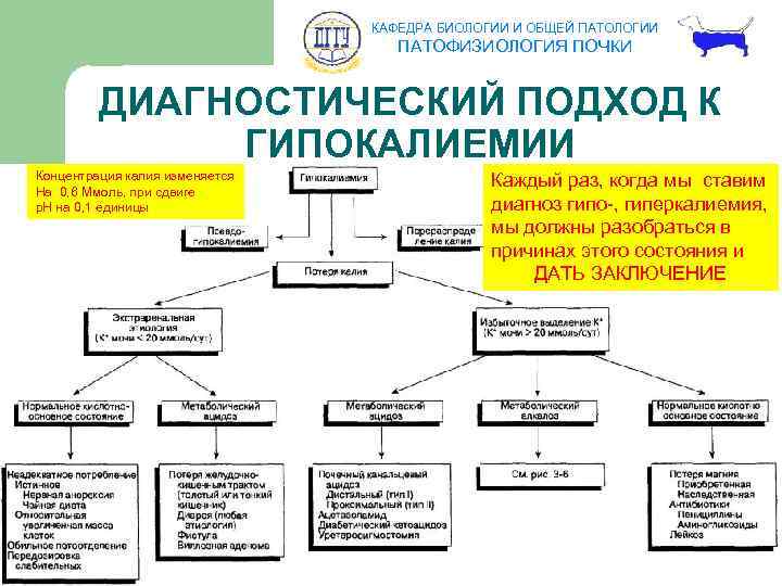 КАФЕДРА БИОЛОГИИ И ОБЩЕЙ ПАТОЛОГИИ ПАТОФИЗИОЛОГИЯ ПОЧКИ ДИАГНОСТИЧЕСКИЙ ПОДХОД К ГИПОКАЛИЕМИИ Концентрация калия изменяется