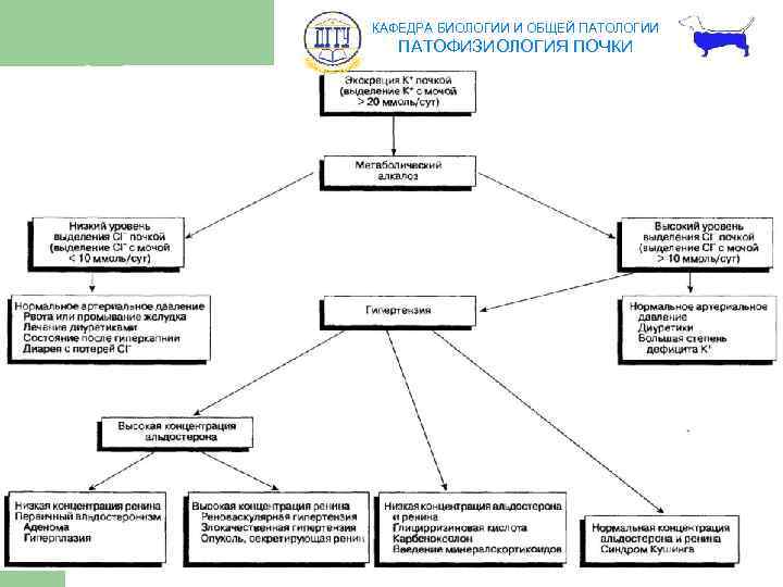 КАФЕДРА БИОЛОГИИ И ОБЩЕЙ ПАТОЛОГИИ ПАТОФИЗИОЛОГИЯ ПОЧКИ 