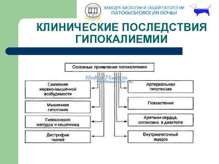 КАФЕДРА БИОЛОГИИ И ОБЩЕЙ ПАТОЛОГИИ ПАТОФИЗИОЛОГИЯ ПОЧКИ КЛИНИЧЕСКИЕ ПОСЛЕДСТВИЯ ГИПОКАЛИЕМИИ 