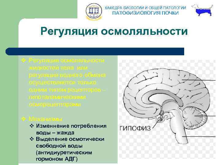 КАФЕДРА БИОЛОГИИ И ОБЩЕЙ ПАТОЛОГИИ ПАТОФИЗИОЛОГИЯ ПОЧКИ Регуляция осмоляльности v Регуляция осмоляльности жидкостей тела