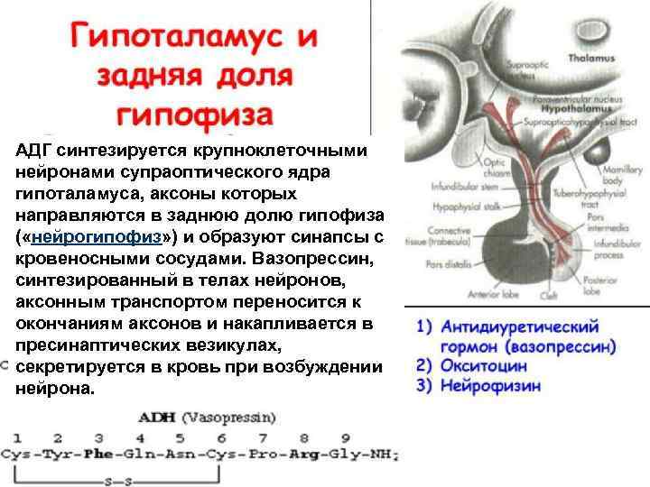 АДГ синтезируется крупноклеточными нейронами супраоптического ядра гипоталамуса, аксоны которых направляются в заднюю долю гипофиза