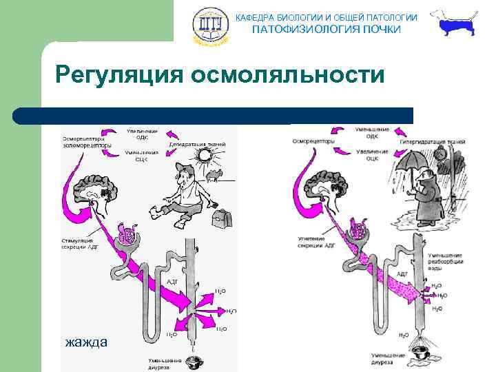 КАФЕДРА БИОЛОГИИ И ОБЩЕЙ ПАТОЛОГИИ ПАТОФИЗИОЛОГИЯ ПОЧКИ Регуляция осмоляльности жажда 