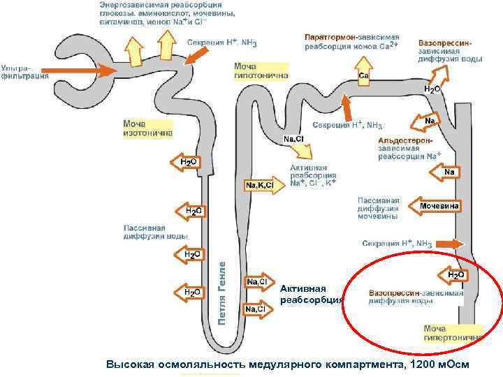 Активная реабсорбция Высокая осмоляльность медулярного компартмента, 1200 м. Осм 