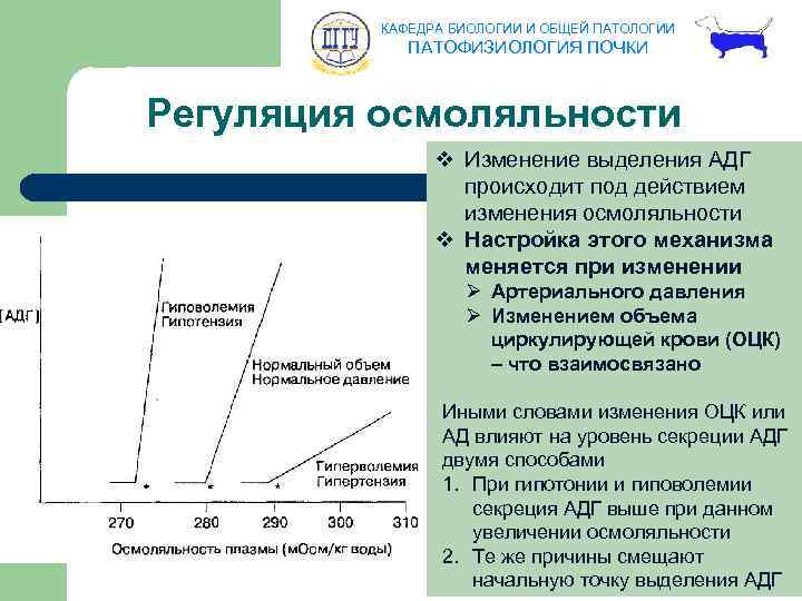 КАФЕДРА БИОЛОГИИ И ОБЩЕЙ ПАТОЛОГИИ ПАТОФИЗИОЛОГИЯ ПОЧКИ Регуляция осмоляльности v Изменение выделения АДГ происходит