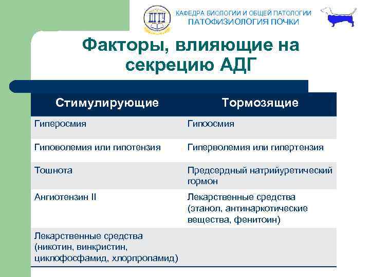 КАФЕДРА БИОЛОГИИ И ОБЩЕЙ ПАТОЛОГИИ ПАТОФИЗИОЛОГИЯ ПОЧКИ Факторы, влияющие на секрецию АДГ Стимулирующие Тормозящие