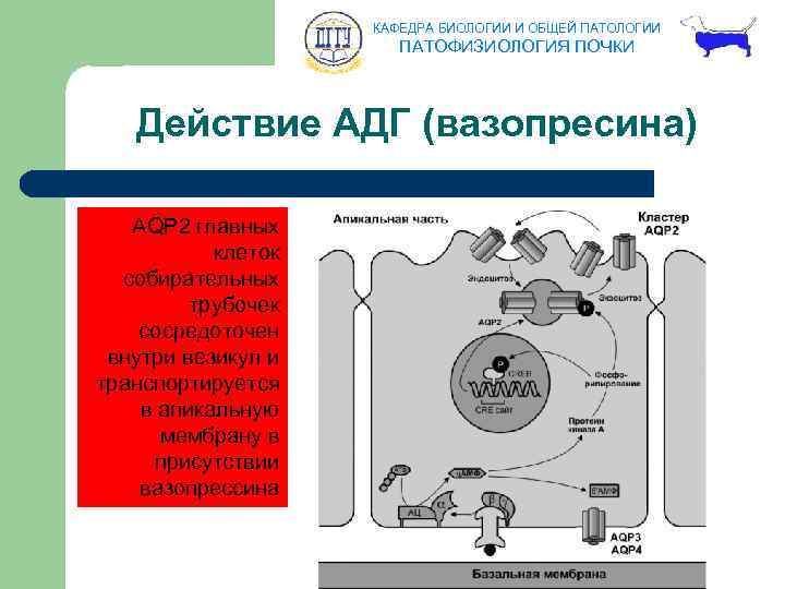 КАФЕДРА БИОЛОГИИ И ОБЩЕЙ ПАТОЛОГИИ ПАТОФИЗИОЛОГИЯ ПОЧКИ Действие АДГ (вазопресина) AQP 2 главных клеток