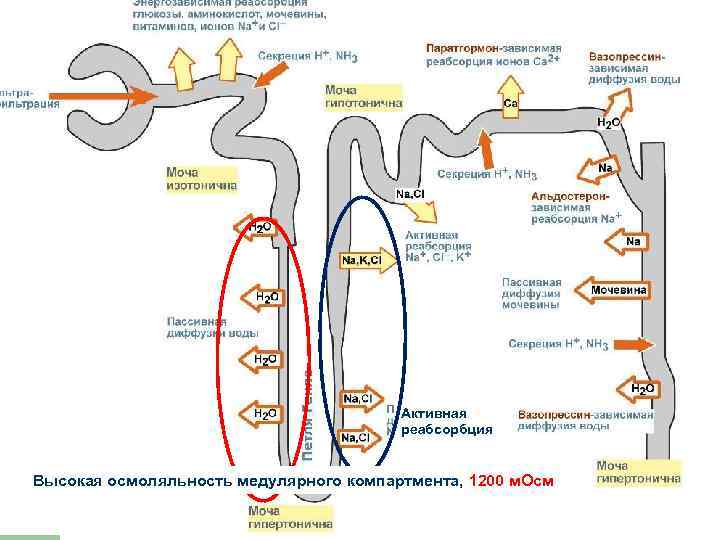 Активная реабсорбция Высокая осмоляльность медулярного компартмента, 1200 м. Осм 