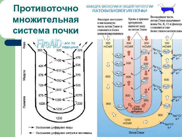 Противоточно множительная система почки КАФЕДРА БИОЛОГИИ И ОБЩЕЙ ПАТОЛОГИИ ПАТОФИЗИОЛОГИЯ ПОЧКИ 