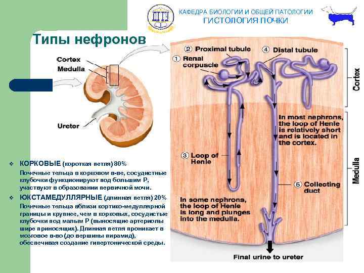 КАФЕДРА БИОЛОГИИ И ОБЩЕЙ ПАТОЛОГИИ ГИСТОЛОГИЯ ПОЧКИ Типы нефронов v КОРКОВЫЕ (короткая петля) 80%