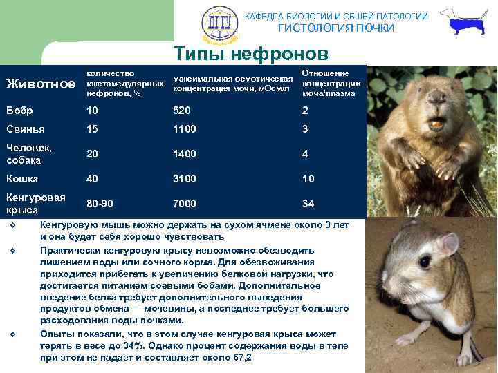 КАФЕДРА БИОЛОГИИ И ОБЩЕЙ ПАТОЛОГИИ ГИСТОЛОГИЯ ПОЧКИ Типы нефронов Животное количество Отношение максимальная осмотическая