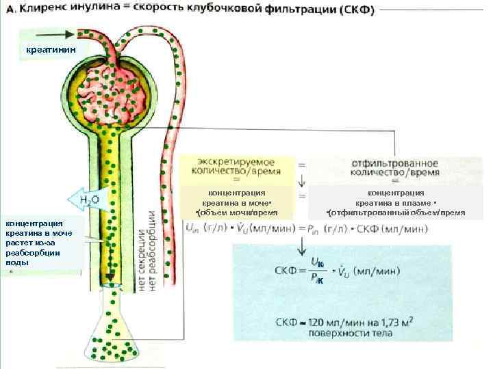 креатинин концентрация креатина в моче • • (объем мочи/время концентрация креатина в моче растет