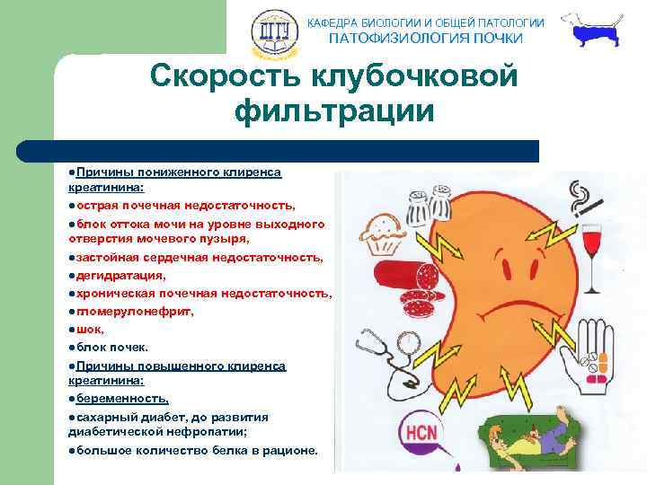 КАФЕДРА БИОЛОГИИ И ОБЩЕЙ ПАТОЛОГИИ ПАТОФИЗИОЛОГИЯ ПОЧКИ Скорость клубочковой фильтрации l. Причины пониженного клиренса