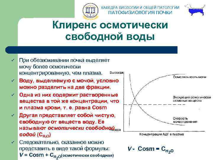 КАФЕДРА БИОЛОГИИ И ОБЩЕЙ ПАТОЛОГИИ ПАТОФИЗИОЛОГИЯ ПОЧКИ Клиренс осмотически свободной воды ü ü ü