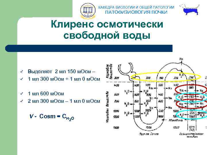 КАФЕДРА БИОЛОГИИ И ОБЩЕЙ ПАТОЛОГИИ ПАТОФИЗИОЛОГИЯ ПОЧКИ Клиренс осмотически свободной воды ü ü Выделяет