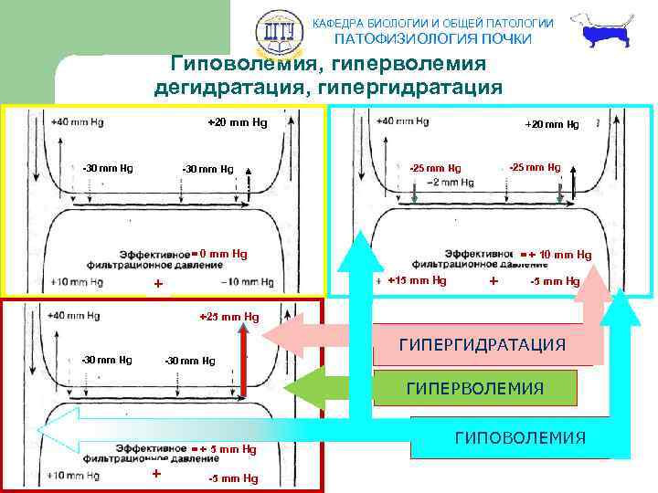 КАФЕДРА БИОЛОГИИ И ОБЩЕЙ ПАТОЛОГИИ ПАТОФИЗИОЛОГИЯ ПОЧКИ Гиповолемия, гиперволемия дегидратация, гипергидратация +20 mm Hg