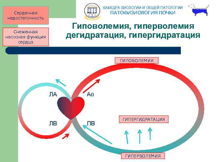 КАФЕДРА БИОЛОГИИ И ОБЩЕЙ ПАТОЛОГИИ ПАТОФИЗИОЛОГИЯ ПОЧКИ Сердечная недостаточность Гиповолемия, гиперволемия дегидратация, гипергидратация Снеженная