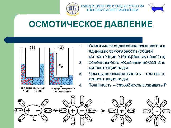 КАФЕДРА БИОЛОГИИ И ОБЩЕЙ ПАТОЛОГИИ ПАТОФИЗИОЛОГИЯ ПОЧКИ ОСМОТИЧЕСКОЕ ДАВЛЕНИЕ 1. 2. 3. 4. Осмотическое