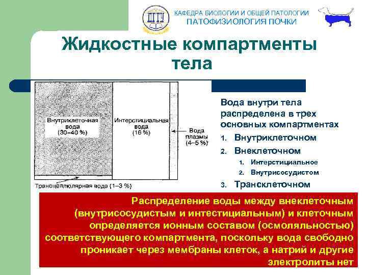 КАФЕДРА БИОЛОГИИ И ОБЩЕЙ ПАТОЛОГИИ ПАТОФИЗИОЛОГИЯ ПОЧКИ Жидкостные компартменты тела Вода внутри тела распределена