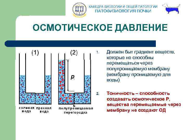 КАФЕДРА БИОЛОГИИ И ОБЩЕЙ ПАТОЛОГИИ ПАТОФИЗИОЛОГИЯ ПОЧКИ ОСМОТИЧЕСКОЕ ДАВЛЕНИЕ 1. Должен быт градиент веществ,