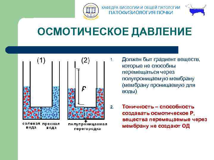 КАФЕДРА БИОЛОГИИ И ОБЩЕЙ ПАТОЛОГИИ ПАТОФИЗИОЛОГИЯ ПОЧКИ ОСМОТИЧЕСКОЕ ДАВЛЕНИЕ 1. Должен быт градиент веществ,