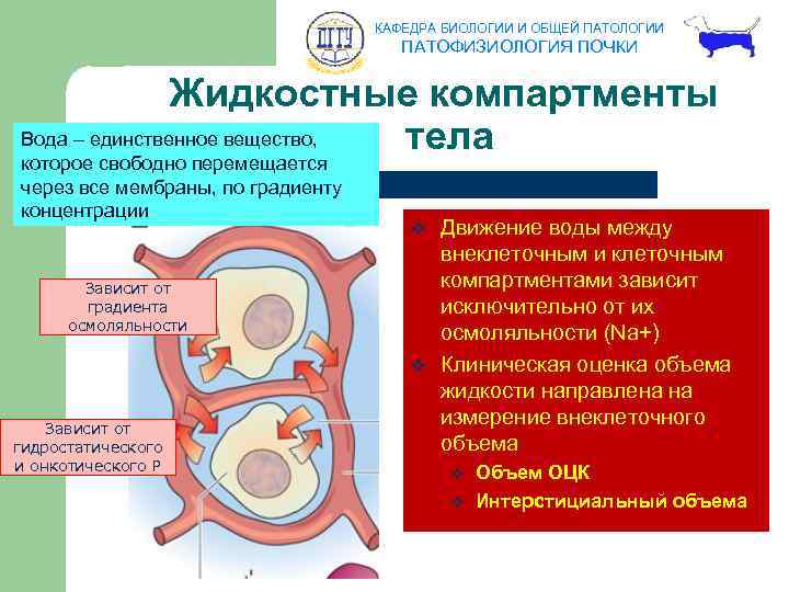 КАФЕДРА БИОЛОГИИ И ОБЩЕЙ ПАТОЛОГИИ ПАТОФИЗИОЛОГИЯ ПОЧКИ Жидкостные компартменты Вода – единственное вещество, тела