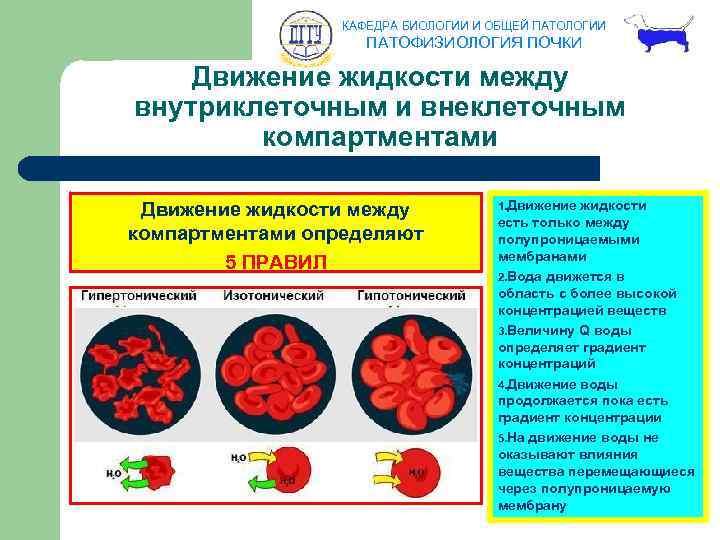 КАФЕДРА БИОЛОГИИ И ОБЩЕЙ ПАТОЛОГИИ ПАТОФИЗИОЛОГИЯ ПОЧКИ Движение жидкости между внутриклеточным и внеклеточным компартментами