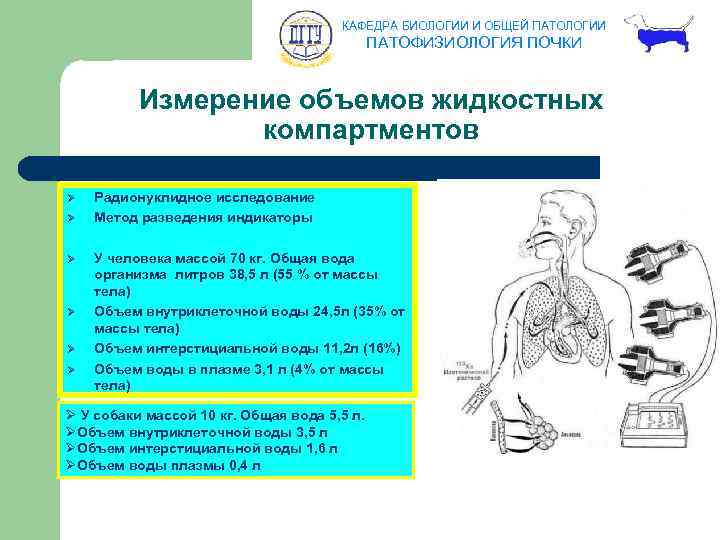 КАФЕДРА БИОЛОГИИ И ОБЩЕЙ ПАТОЛОГИИ ПАТОФИЗИОЛОГИЯ ПОЧКИ Измерение объемов жидкостных компартментов Ø Ø Ø