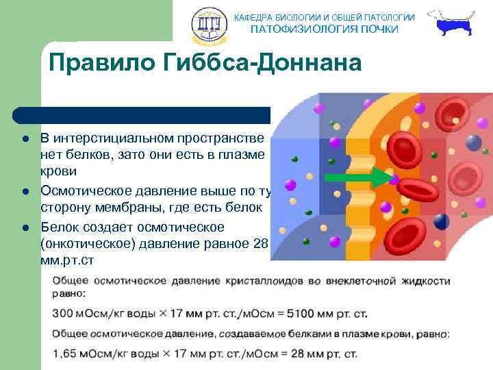 КАФЕДРА БИОЛОГИИ И ОБЩЕЙ ПАТОЛОГИИ ПАТОФИЗИОЛОГИЯ ПОЧКИ Правило Гиббса-Доннана l l l В интерстициальном