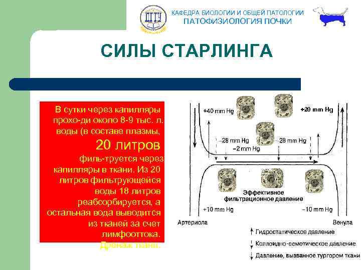 КАФЕДРА БИОЛОГИИ И ОБЩЕЙ ПАТОЛОГИИ ПАТОФИЗИОЛОГИЯ ПОЧКИ СИЛЫ СТАРЛИНГА В сутки через капилляры прохо