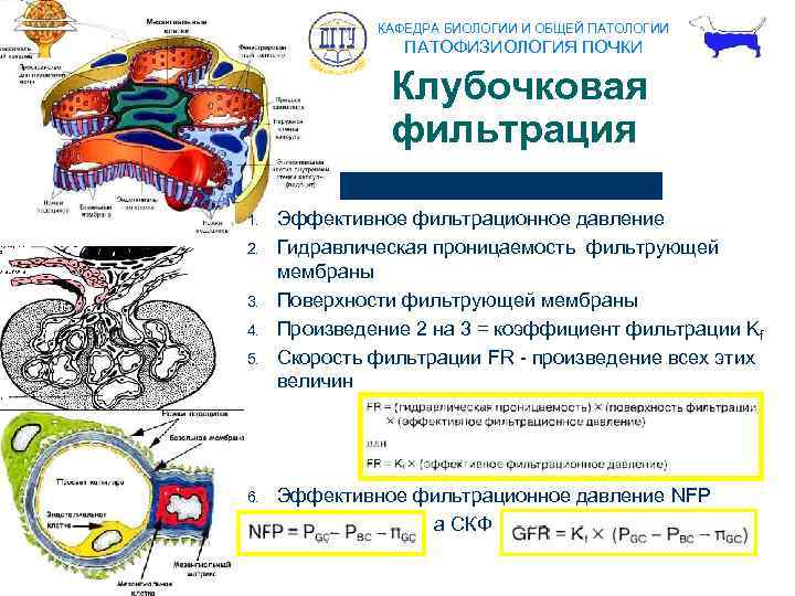 Фильтрация это в биологии. Физиология клубочковой фильтрации в почках. Клубочковая фильтрация физиология. Фильтрация это в биологии почки. Гломерулярный фильтр физиология.