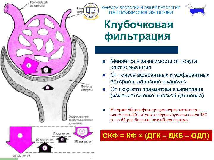 КАФЕДРА БИОЛОГИИ И ОБЩЕЙ ПАТОЛОГИИ ПАТОФИЗИОЛОГИЯ ПОЧКИ Клубочковая фильтрация l l Меняется в зависимости