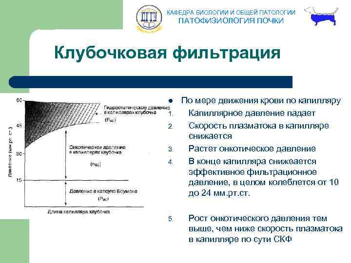 КАФЕДРА БИОЛОГИИ И ОБЩЕЙ ПАТОЛОГИИ ПАТОФИЗИОЛОГИЯ ПОЧКИ Клубочковая фильтрация l 1. 2. 3. 4.