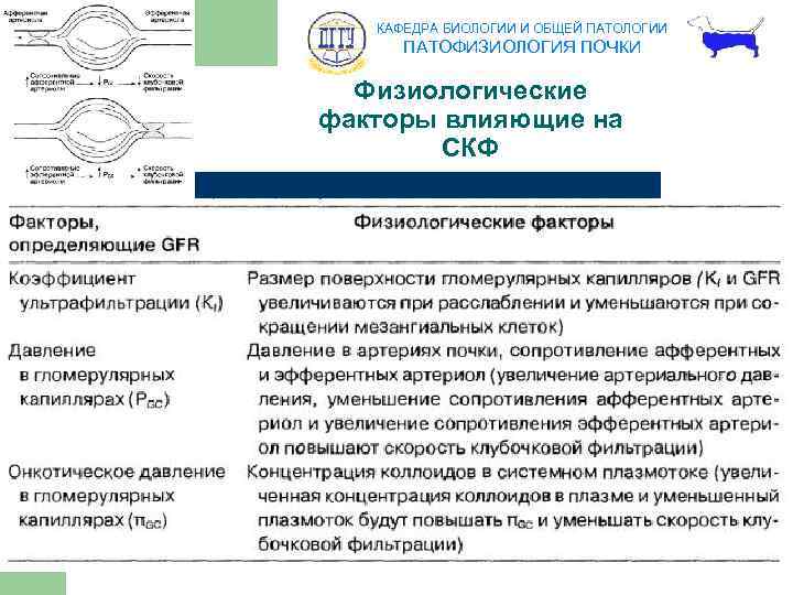 КАФЕДРА БИОЛОГИИ И ОБЩЕЙ ПАТОЛОГИИ ПАТОФИЗИОЛОГИЯ ПОЧКИ Физиологические факторы влияющие на СКФ 