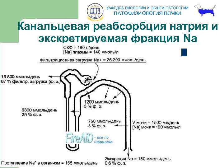 КАФЕДРА БИОЛОГИИ И ОБЩЕЙ ПАТОЛОГИИ ПАТОФИЗИОЛОГИЯ ПОЧКИ Канальцевая реабсорбция натрия и экскретируемая фракция Na