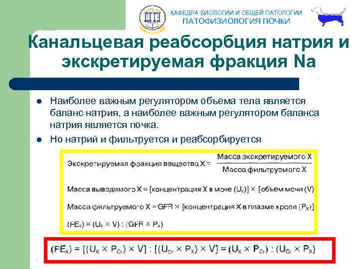 КАФЕДРА БИОЛОГИИ И ОБЩЕЙ ПАТОЛОГИИ ПАТОФИЗИОЛОГИЯ ПОЧКИ Канальцевая реабсорбция натрия и экскретируемая фракция Na