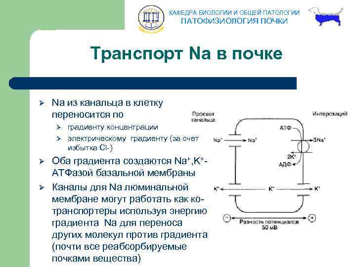 КАФЕДРА БИОЛОГИИ И ОБЩЕЙ ПАТОЛОГИИ ПАТОФИЗИОЛОГИЯ ПОЧКИ Транспорт Na в почке Ø Na из