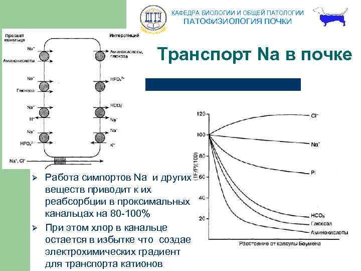 КАФЕДРА БИОЛОГИИ И ОБЩЕЙ ПАТОЛОГИИ ПАТОФИЗИОЛОГИЯ ПОЧКИ Транспорт Na в почке Ø Ø Работа