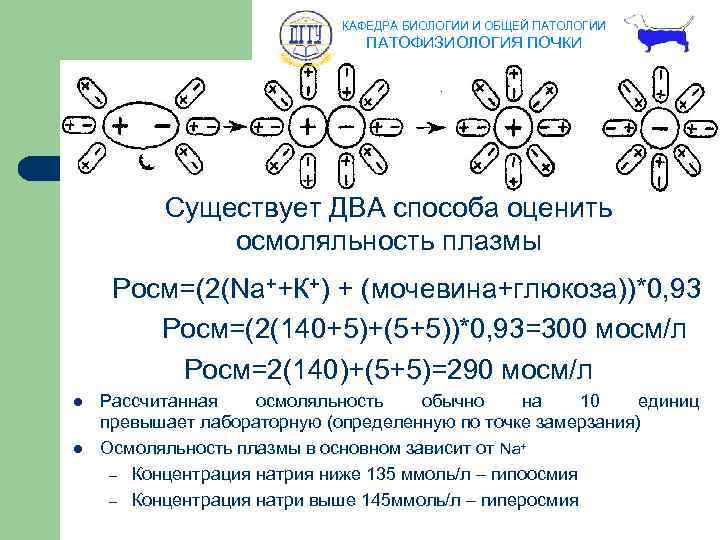 КАФЕДРА БИОЛОГИИ И ОБЩЕЙ ПАТОЛОГИИ ПАТОФИЗИОЛОГИЯ ПОЧКИ Существует ДВА способа оценить осмоляльность плазмы Росм=(2(Na++К+)