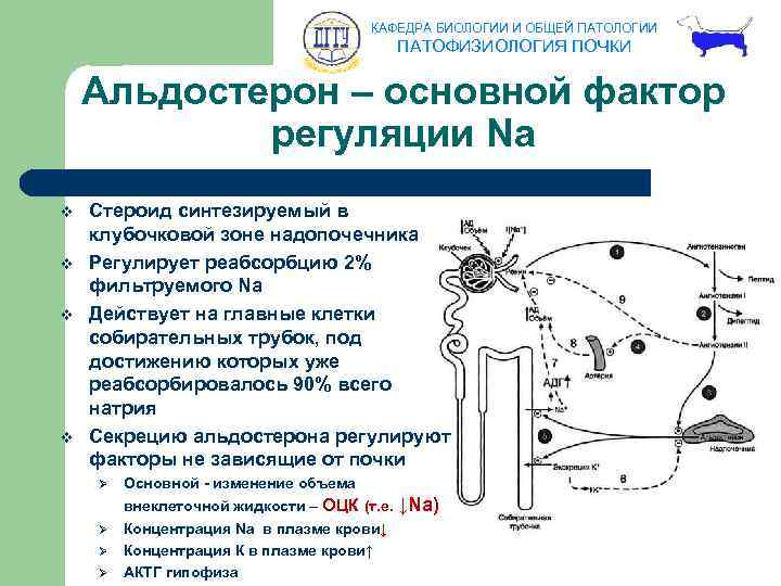 КАФЕДРА БИОЛОГИИ И ОБЩЕЙ ПАТОЛОГИИ ПАТОФИЗИОЛОГИЯ ПОЧКИ Альдостерон – основной фактор регуляции Na v