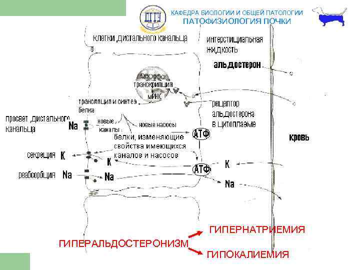 КАФЕДРА БИОЛОГИИ И ОБЩЕЙ ПАТОЛОГИИ ПАТОФИЗИОЛОГИЯ ПОЧКИ ГИПЕРНАТРИЕМИЯ ГИПЕРАЛЬДОСТЕРОНИЗМ ГИПОКАЛИЕМИЯ 