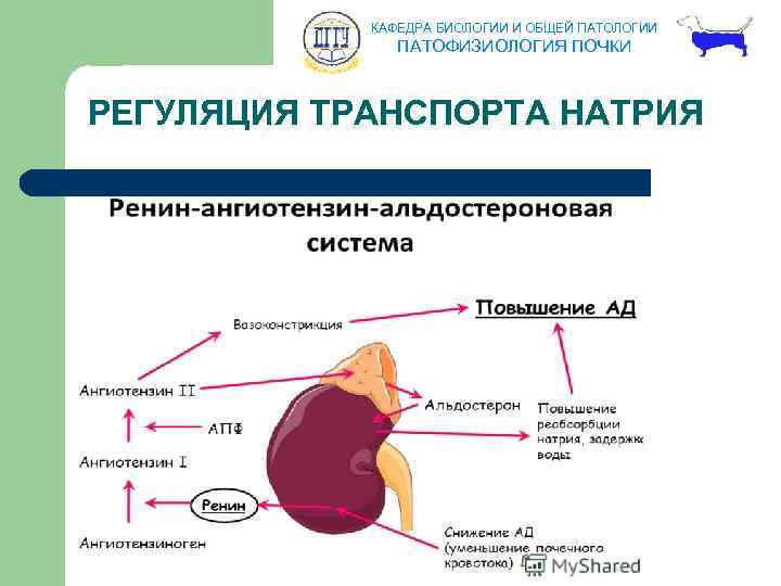 КАФЕДРА БИОЛОГИИ И ОБЩЕЙ ПАТОЛОГИИ ПАТОФИЗИОЛОГИЯ ПОЧКИ РЕГУЛЯЦИЯ ТРАНСПОРТА НАТРИЯ 