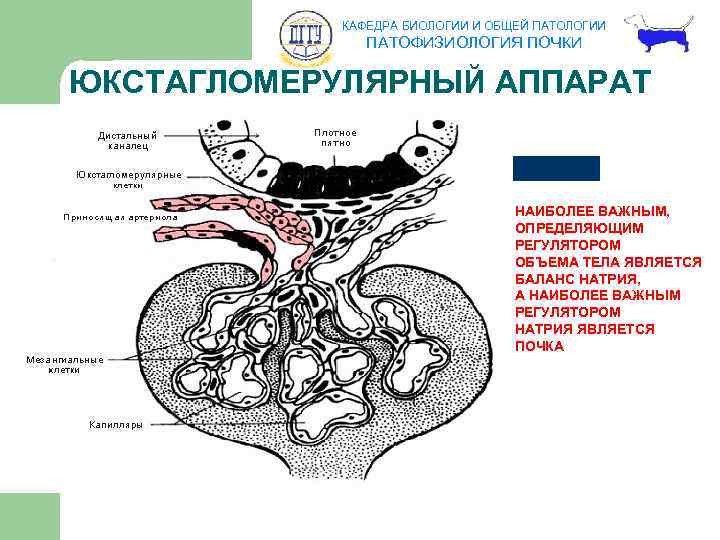 КАФЕДРА БИОЛОГИИ И ОБЩЕЙ ПАТОЛОГИИ ПАТОФИЗИОЛОГИЯ ПОЧКИ ЮКСТАГЛОМЕРУЛЯРНЫЙ АППАРАТ НАИБОЛЕЕ ВАЖНЫМ, ОПРЕДЕЛЯЮЩИМ РЕГУЛЯТОРОМ ОБЪЕМА